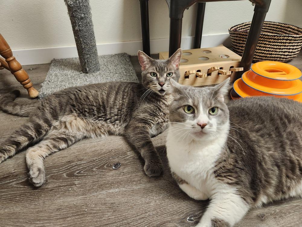 Enlarge Squirmy, a Adoptable mixed breed in Westfield, WI image 3/3