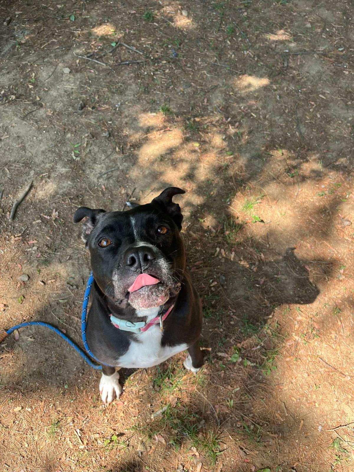 Enlarge Paka (Merle), a Adoptable mixed breed in Front Royal, VA image 2/4