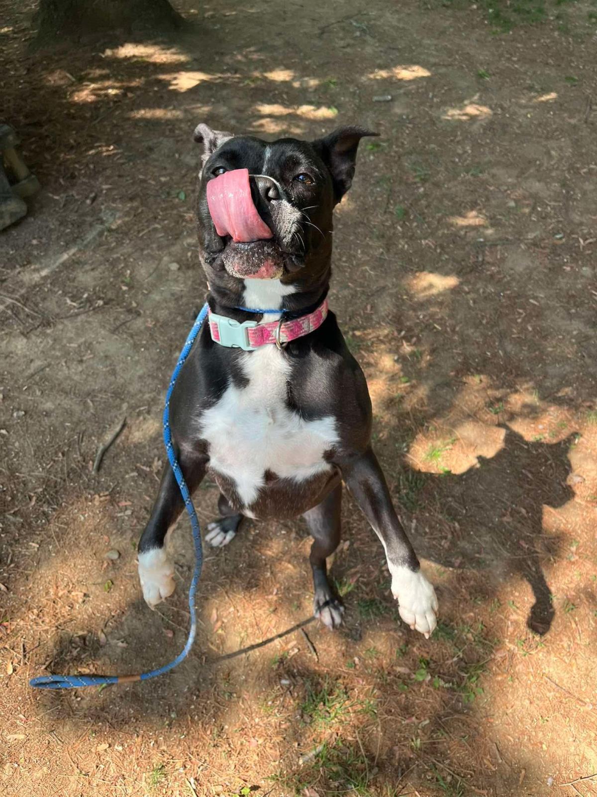 Enlarge Paka (Merle), a Adoptable mixed breed in Front Royal, VA image 3/4
