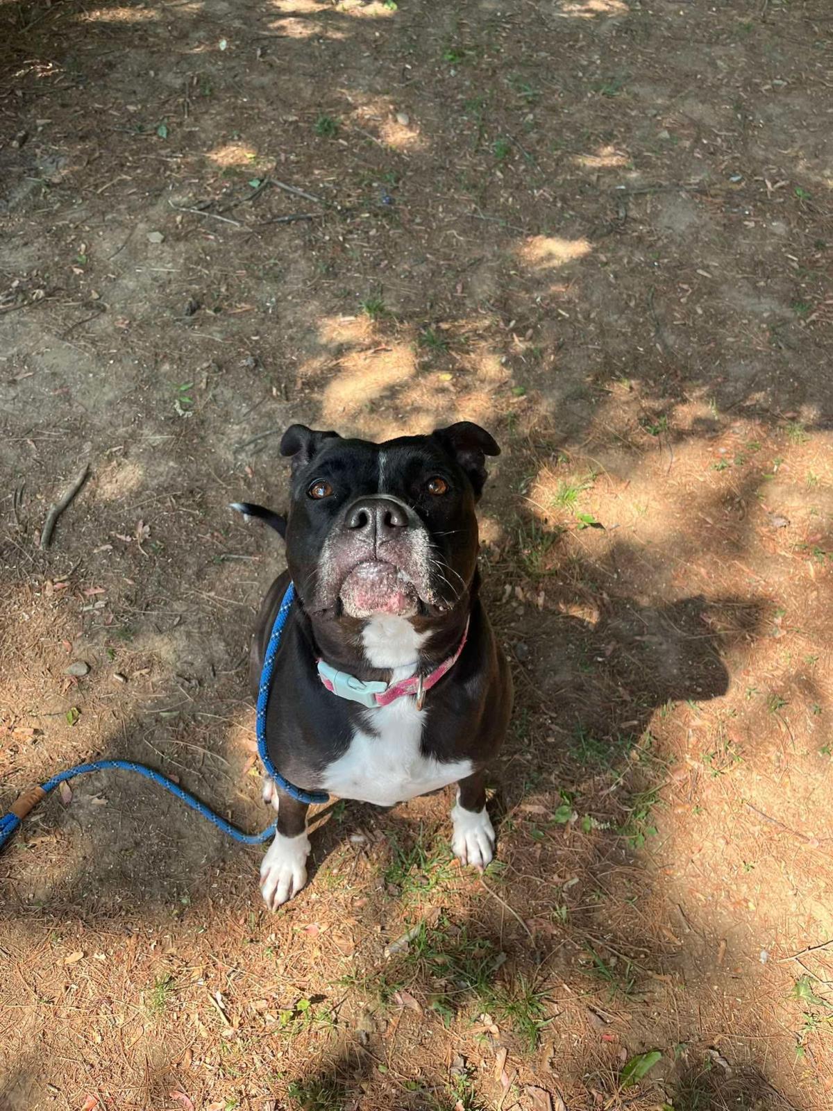 Enlarge Paka (Merle), a Adoptable mixed breed in Front Royal, VA image 4/4
