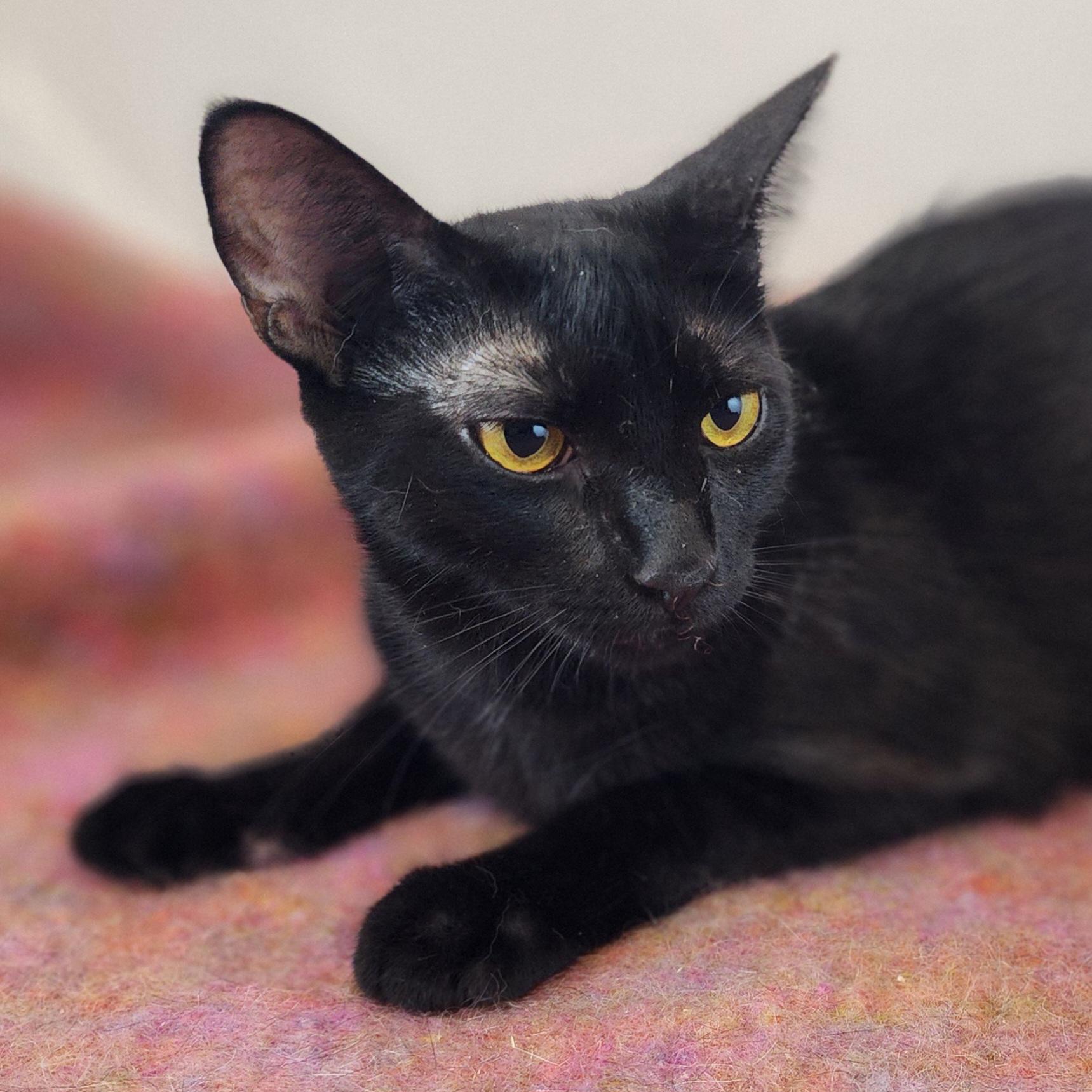 Enlarge Alma, a Adoptable Domestic Short Hair in New York, NY image 3/6