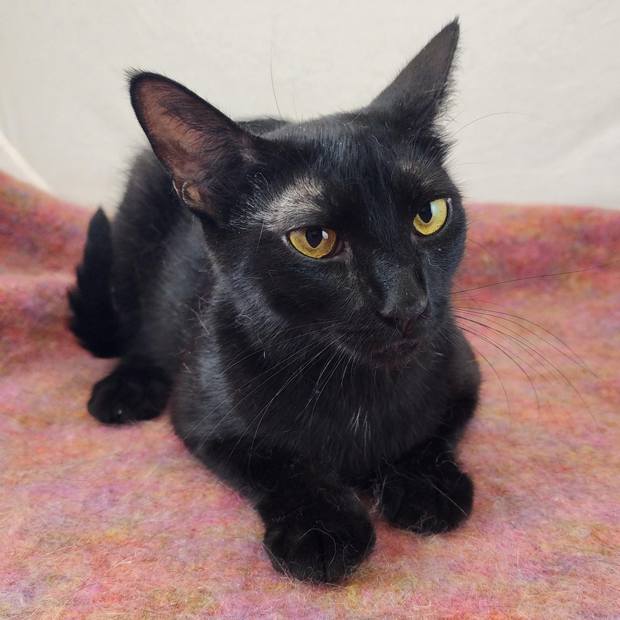 Enlarge Alma, a Adoptable Domestic Short Hair in New York, NY image 4/6