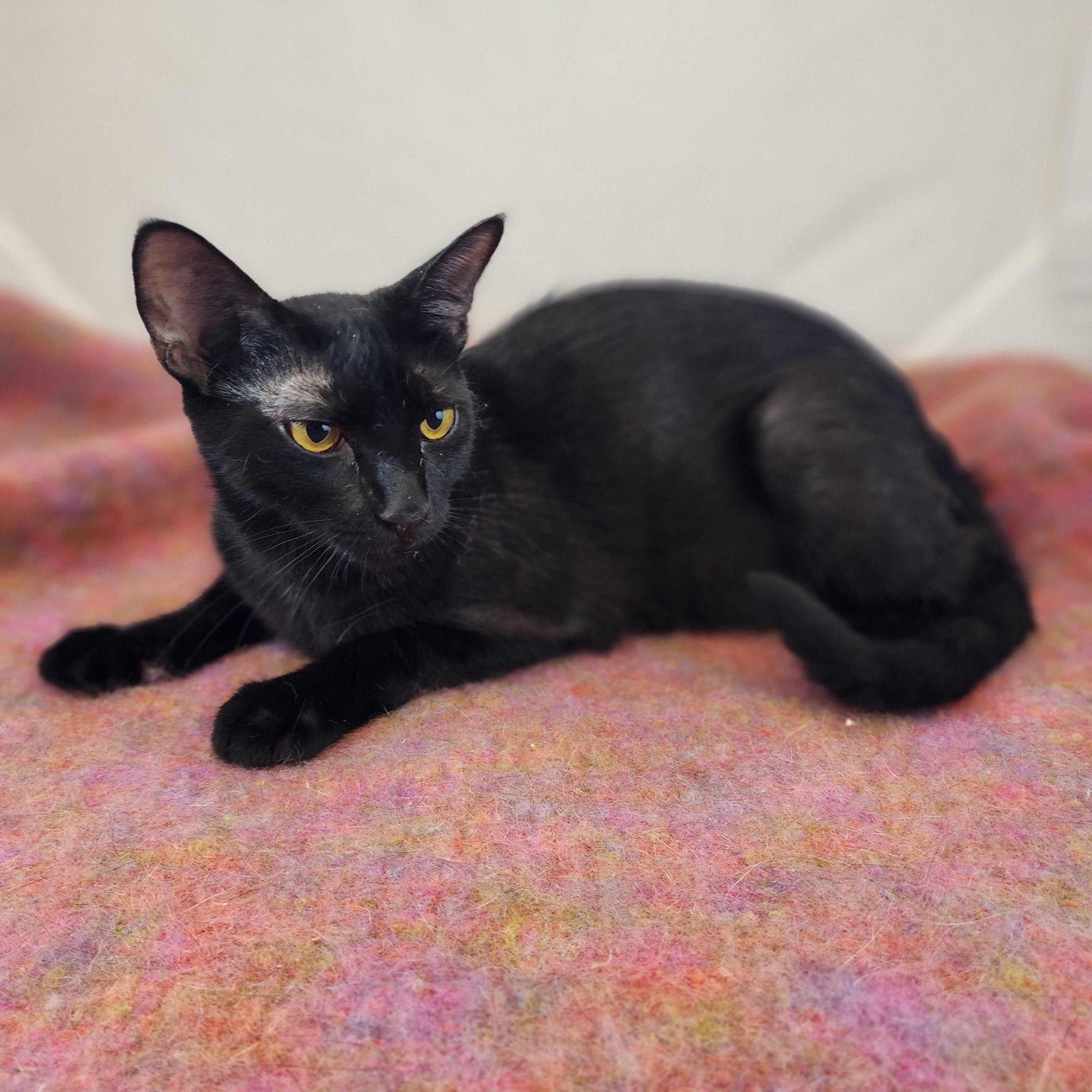 Enlarge Alma, a Adoptable Domestic Short Hair in New York, NY image 5/6