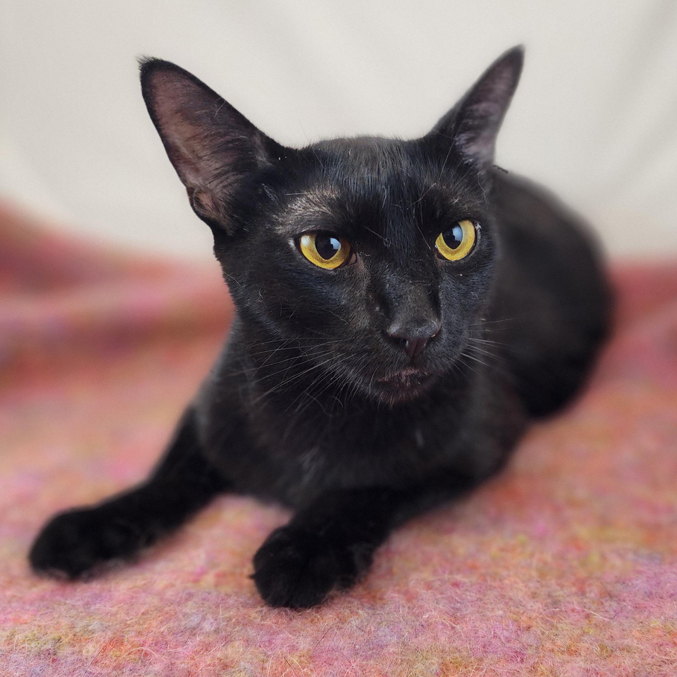 Alma, Adoptable, Adult Female Domestic Short Hair.