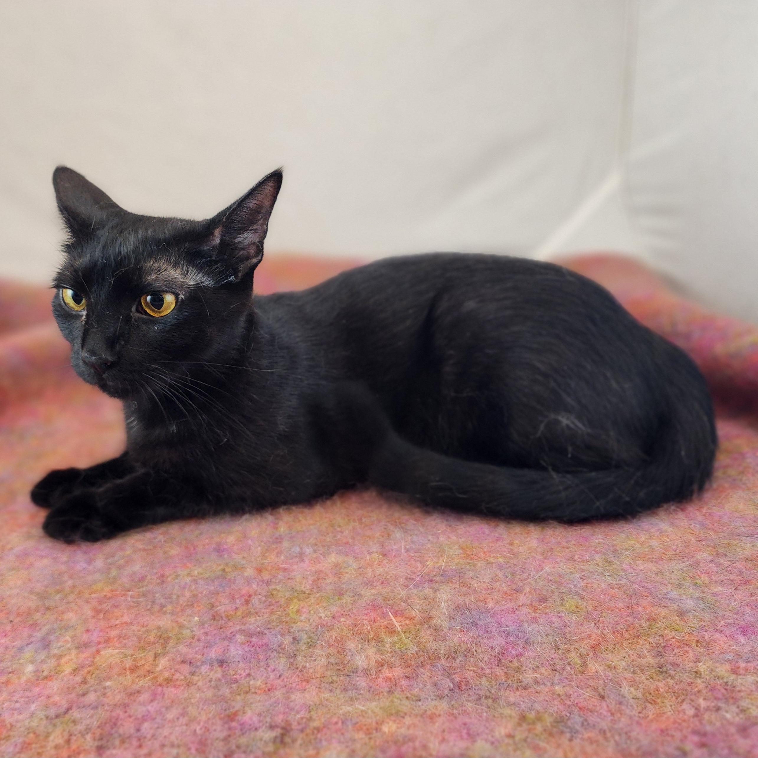 Enlarge Alma, a Adoptable Domestic Short Hair in New York, NY image 2/6
