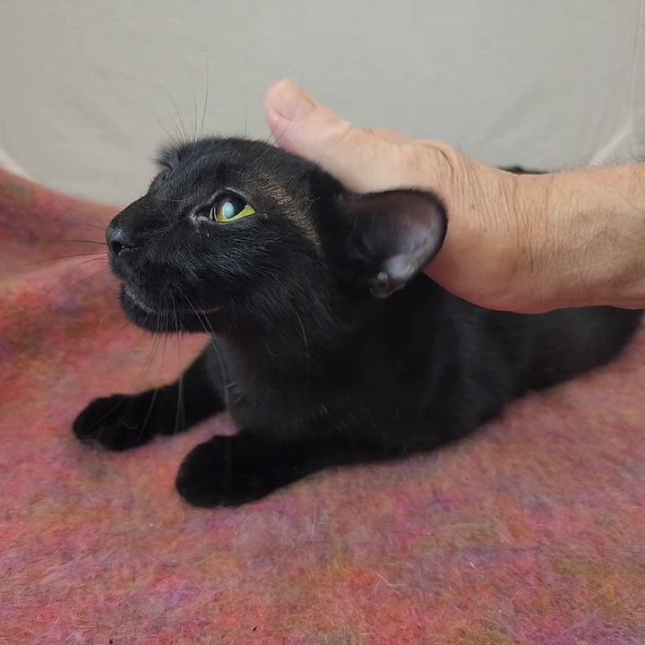 Enlarge Alma, a Adoptable Domestic Short Hair in New York, NY video 6/6