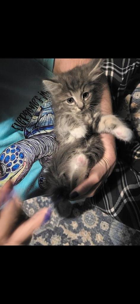 Lightning, Adopted, Kitten Male Domestic Medium Hair.