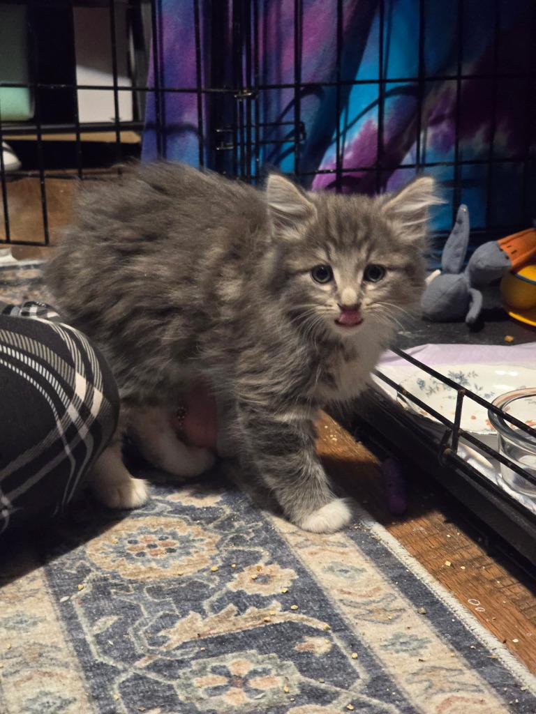 Lightning, a Adopted mixed breed in Rockford, IL image 5/6