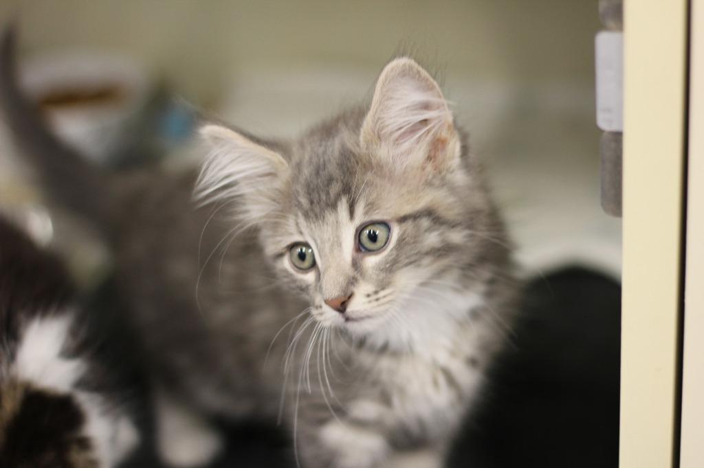 Lightning, a Adopted mixed breed in Rockford, IL image 6/6