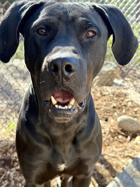 Enlarge HEIMY, a Adoptable mixed breed in South Lake Tahoe, CA image 1/1