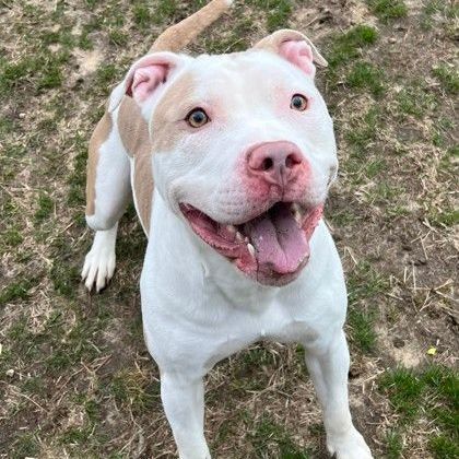 Toby, adoptable, Adult Male Mixed Breed.