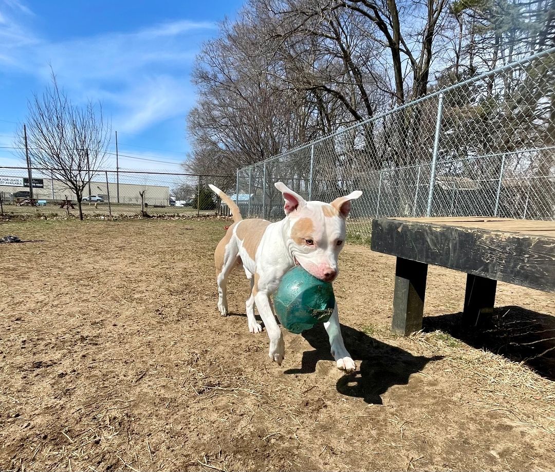 Toby, an adoptable mixed breed in Mishawaka, IN image 4/6