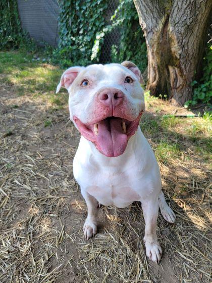 Enlarge Toby, an adoptable mixed breed in Mishawaka, IN image 5/6