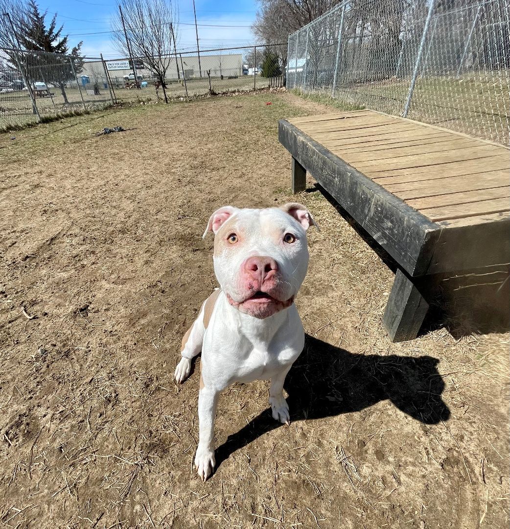 Toby, an adoptable mixed breed in Mishawaka, IN image 5/6