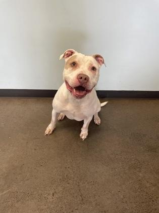 Toby, an adoptable mixed breed in Mishawaka, IN image 2/6