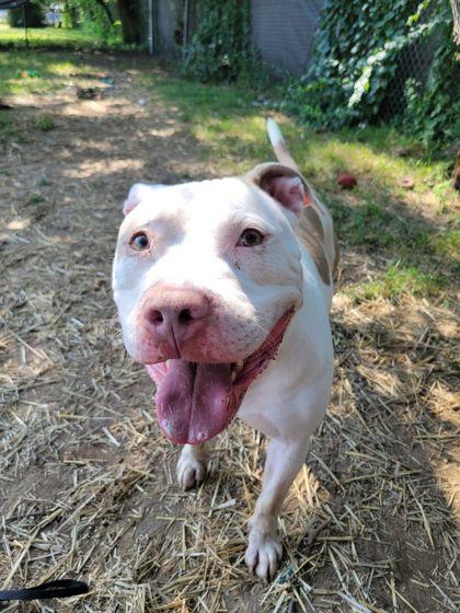 Enlarge Toby, an adoptable mixed breed in Mishawaka, IN image 6/6