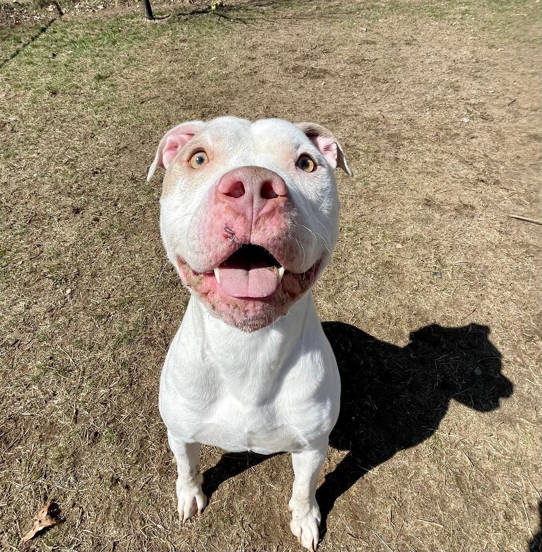 Toby, an adoptable mixed breed in Mishawaka, IN image 6/6
