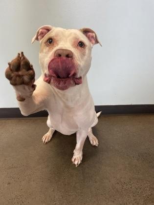 Toby, an adoptable mixed breed in Mishawaka, IN image 1/6