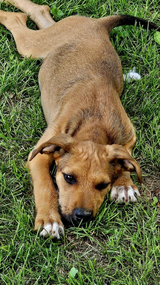 Miss Crabtree, Adoptable, Puppy Female Poodle & American Staffordshire Terrier.