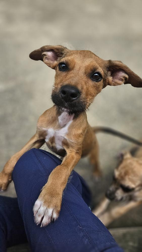 Enlarge Miss Crabtree, a Adoptable mixed breed in Peoria, IL image 2/6