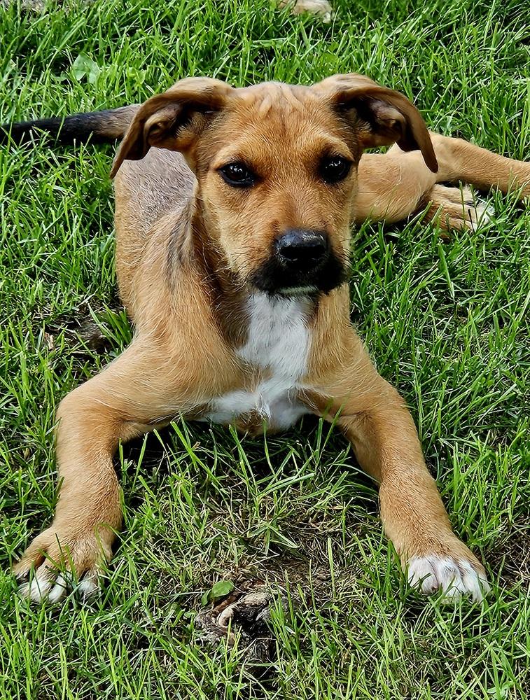 Enlarge Miss Crabtree, a Adoptable mixed breed in Peoria, IL image 3/6