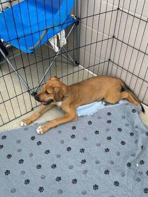 Enlarge Miss Crabtree, a Adoptable mixed breed in Peoria, IL image 4/6