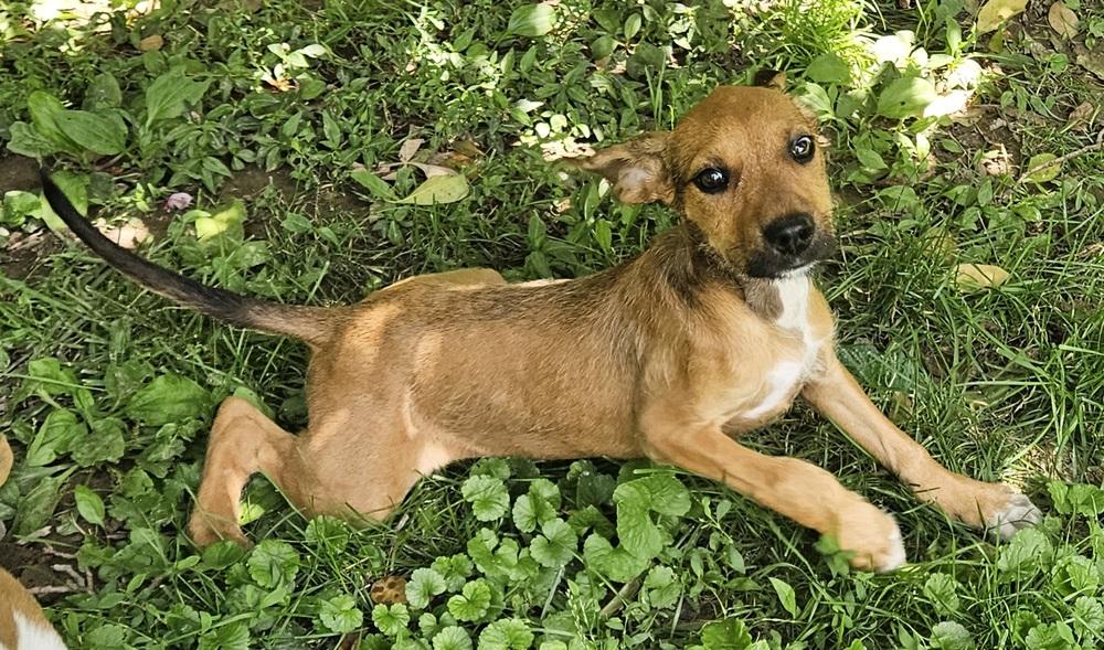 Enlarge Miss Crabtree, a Adoptable mixed breed in Peoria, IL image 5/6