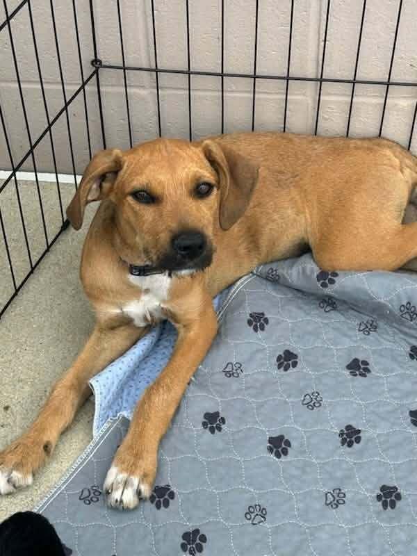 Enlarge Miss Crabtree, a Adoptable mixed breed in Peoria, IL image 6/6