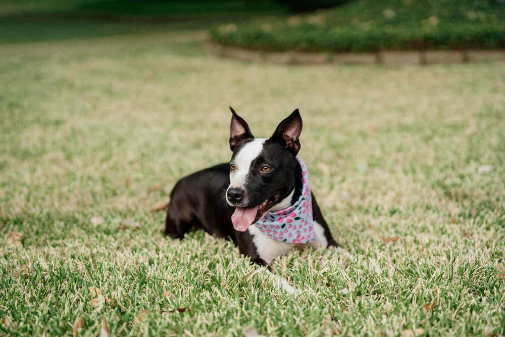 Enlarge Bellagio, a Adoptable mixed breed in Spokane, WA image 4/4