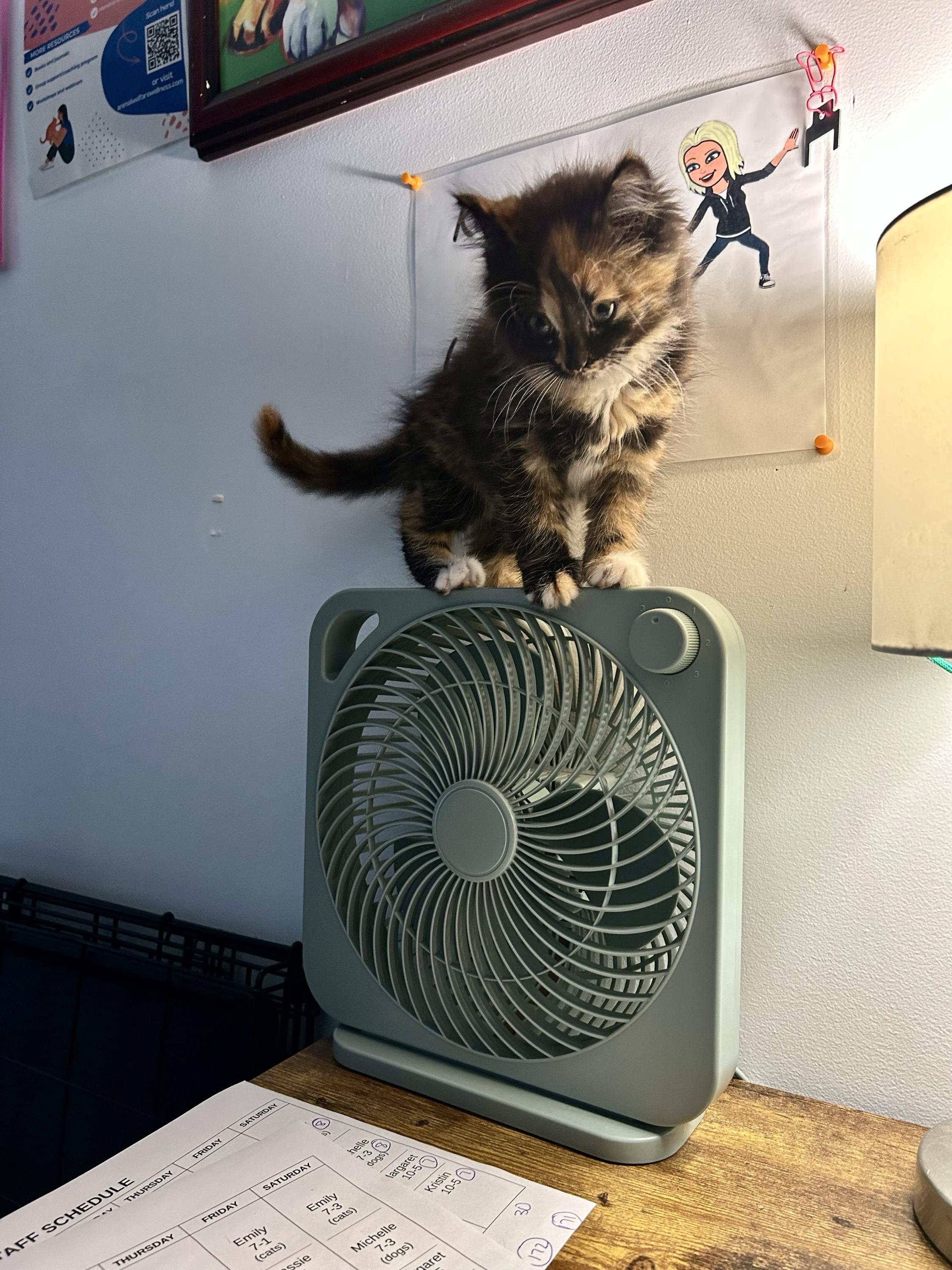 Boo, an adopted Domestic Medium Hair in Belleville, MI image 2/3