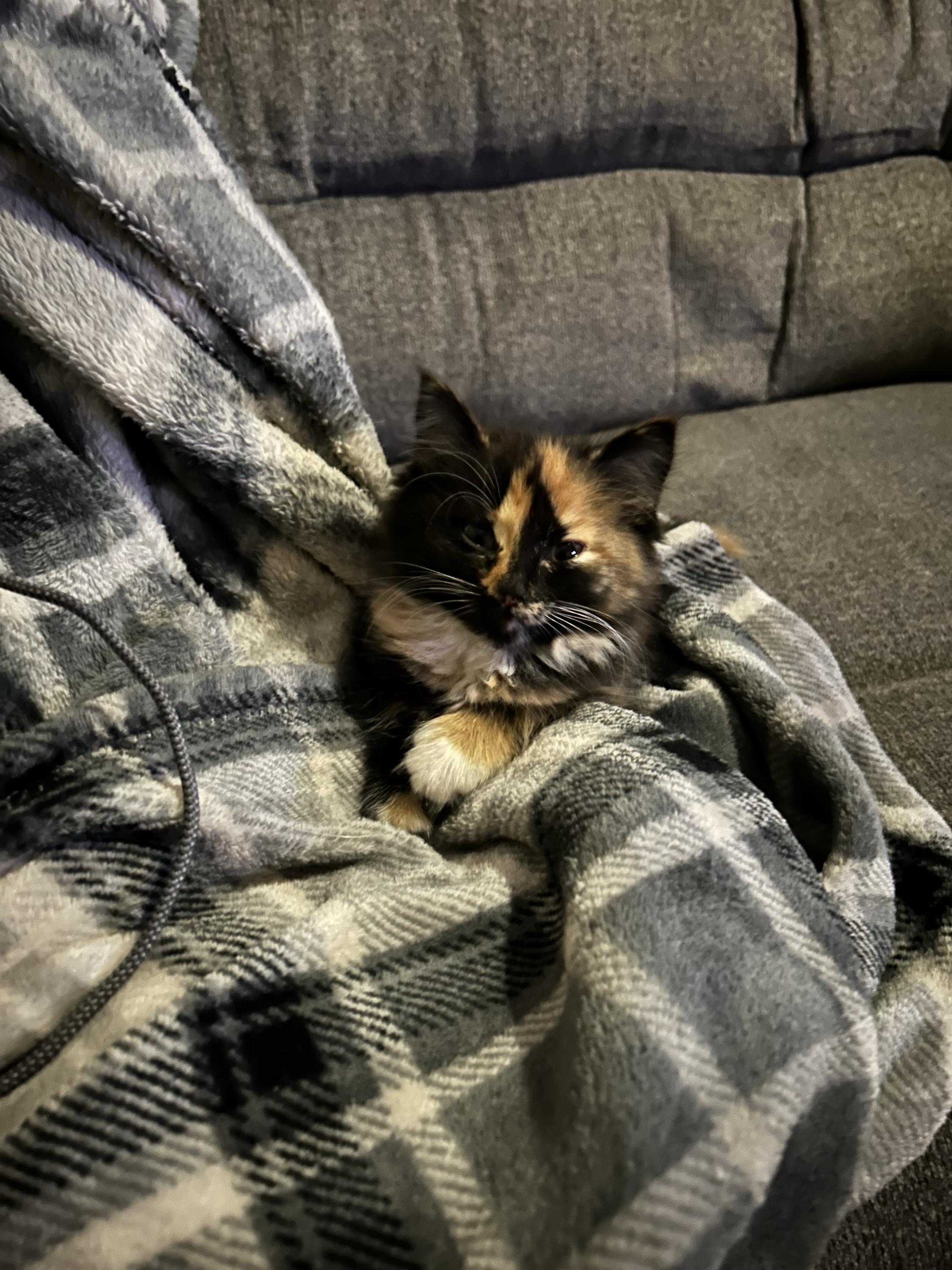Boo, an adopted Domestic Medium Hair in Belleville, MI image 3/3