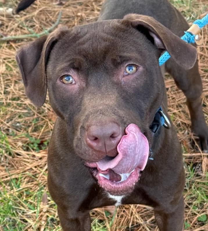 Enlarge KNUCKLES, a Adoptable Labrador Retriever in Tappahannock, VA image 4/5