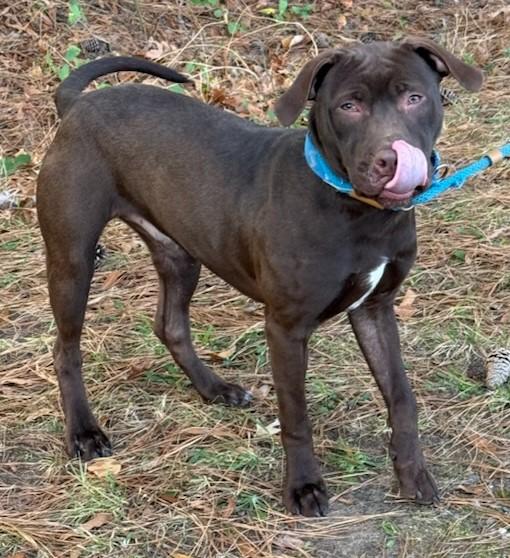 Enlarge KNUCKLES, a Adoptable Labrador Retriever in Tappahannock, VA image 5/5