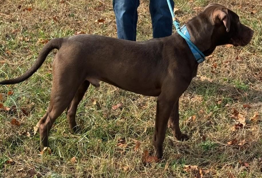 Enlarge KNUCKLES, a Adoptable Labrador Retriever in Tappahannock, VA image 3/5