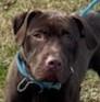 Enlarge KNUCKLES, a Adoptable Labrador Retriever in Tappahannock, VA image 2/5