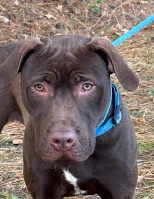 Enlarge KNUCKLES, a Adoptable Labrador Retriever in Tappahannock, VA image 1/5