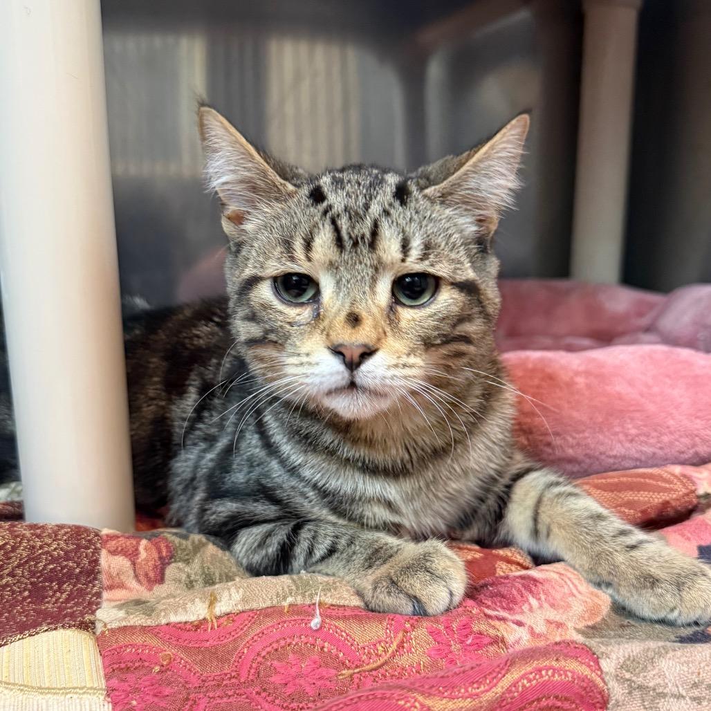 Bear, Adoptable, Kitten Male Domestic Short Hair.