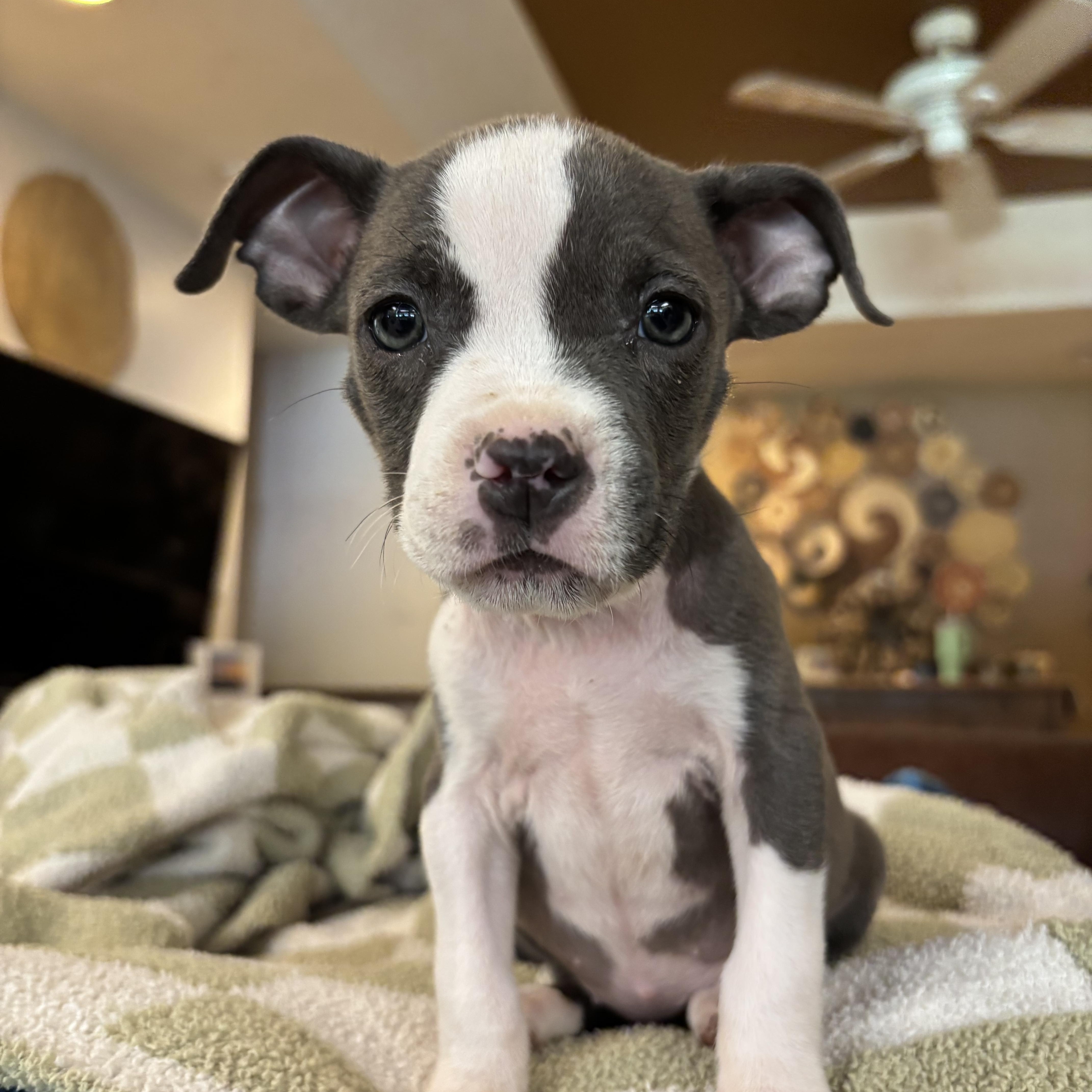 Remy, adopted, Puppy Female American Staffordshire Terrier & Pit Bull Terrier.