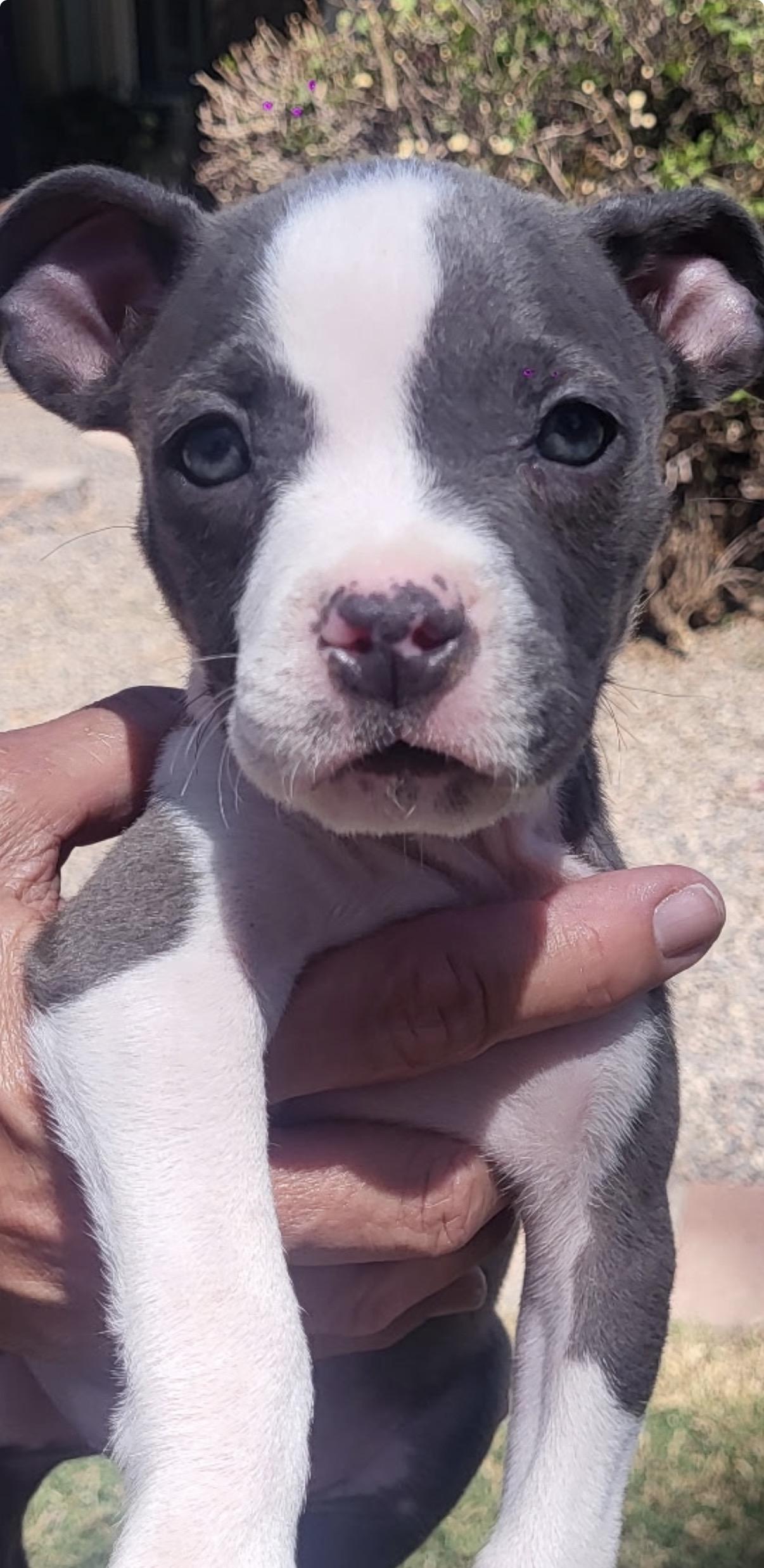 Enlarge Remy, an adopted mixed breed in Gilbert, AZ image 6/6