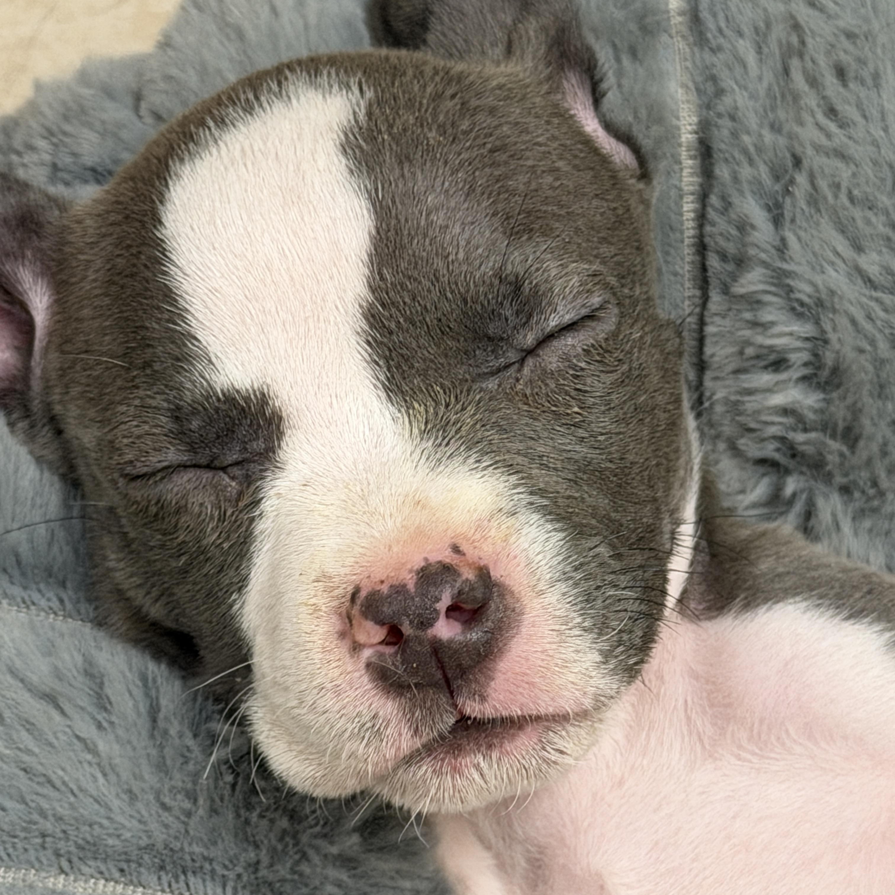Enlarge Remy, an adopted mixed breed in Gilbert, AZ image 4/6