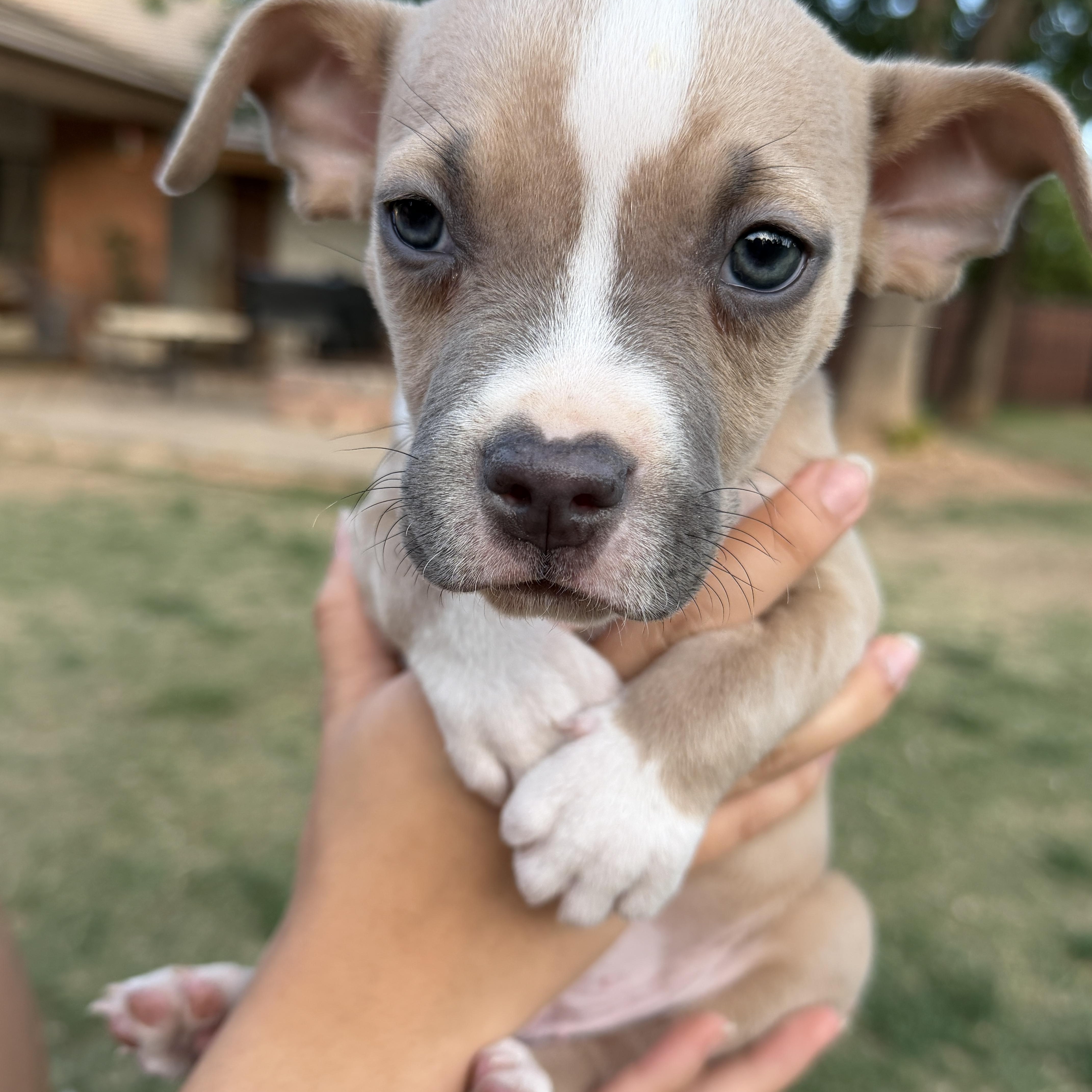 Enlarge Remy, an adopted mixed breed in Gilbert, AZ image 3/6