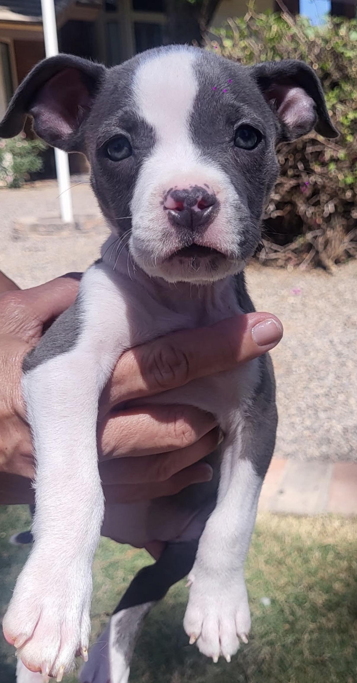 Enlarge Remy, an adopted mixed breed in Gilbert, AZ image 2/6