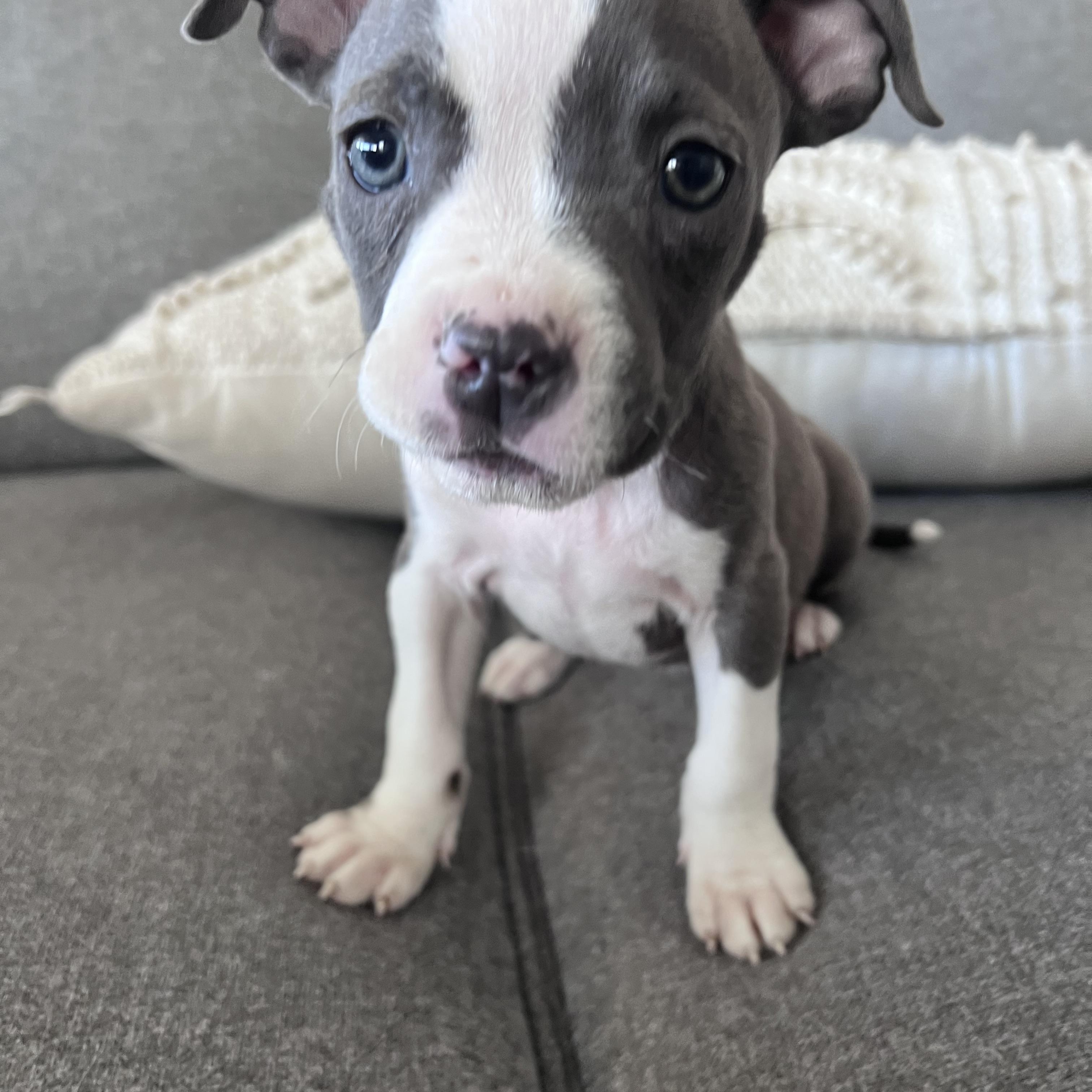 Enlarge Remy, an adopted mixed breed in Gilbert, AZ image 5/6