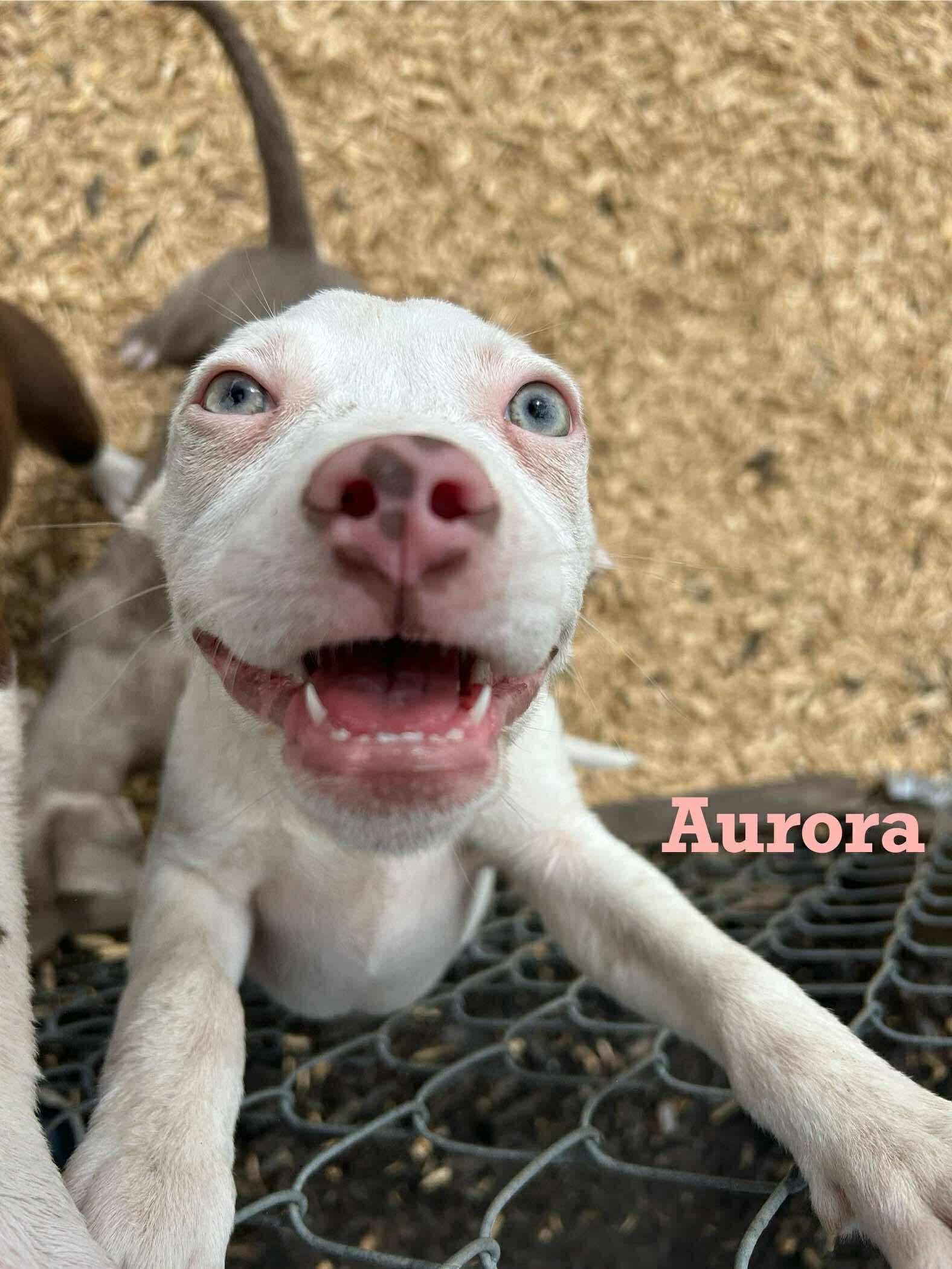 Aurora