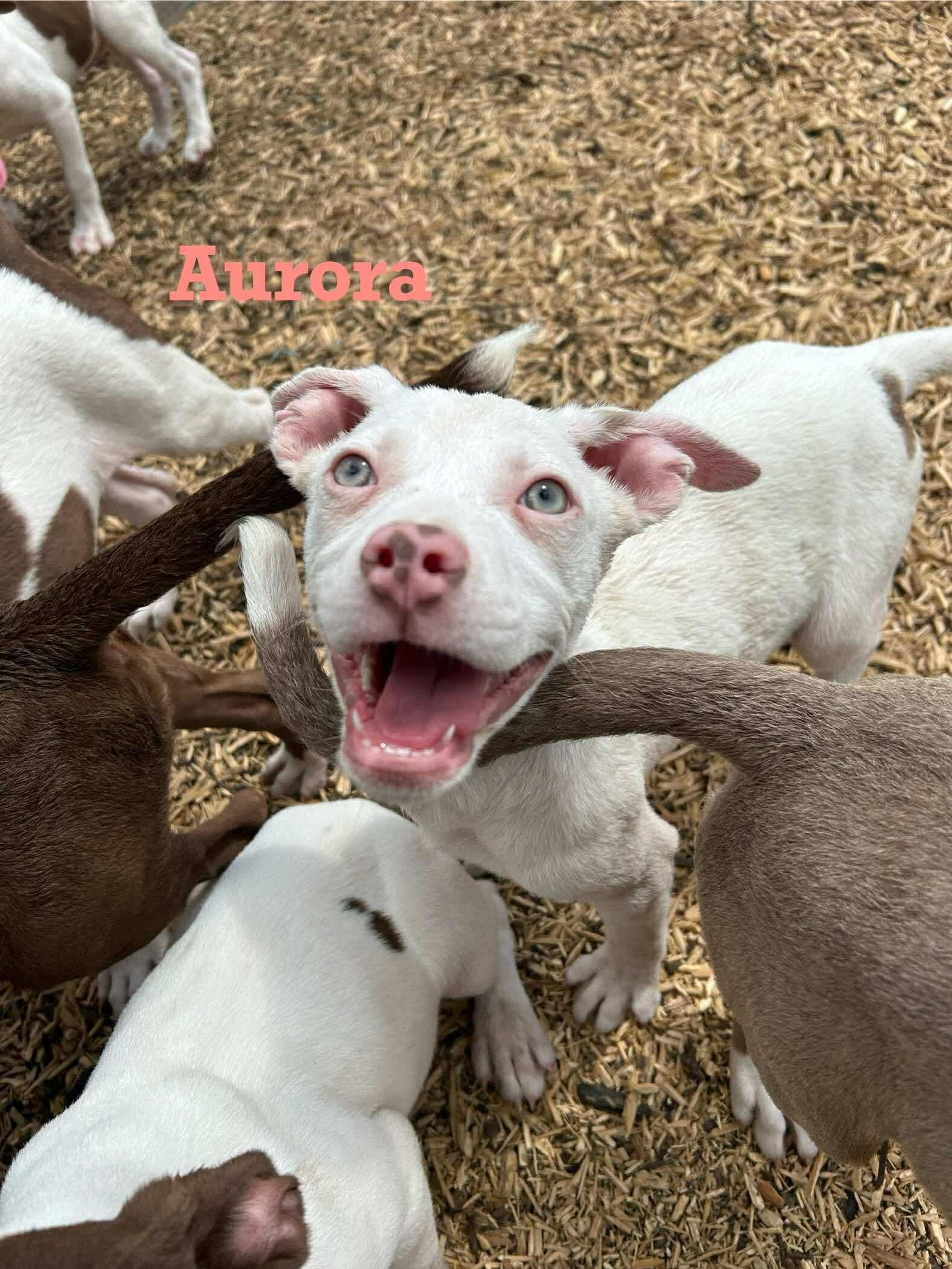 Aurora