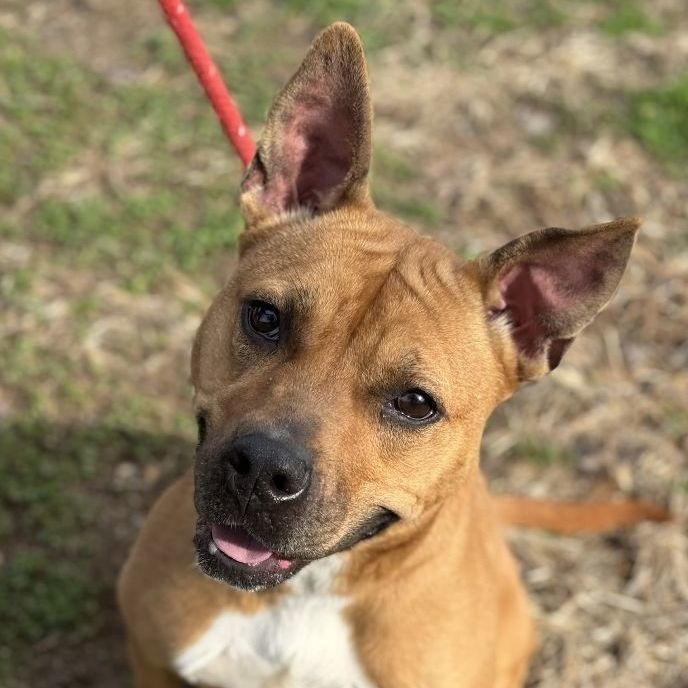 Enlarge Marlyn Bellatini (CONC-A-95), a Adoptable Mixed Breed in Concord, NC image 2/6