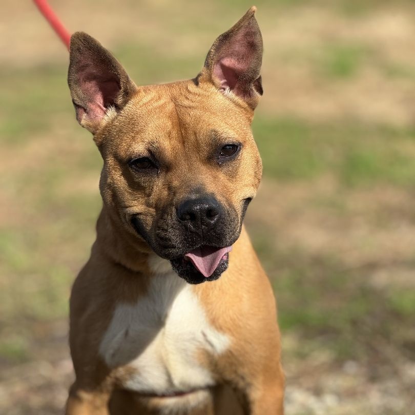 Enlarge Marlyn Bellatini (CONC-A-95), a Adoptable Mixed Breed in Concord, NC image 3/6