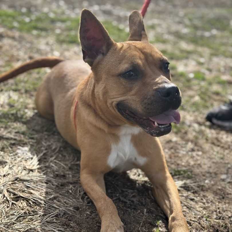 Enlarge Marlyn Bellatini (CONC-A-95), a Adoptable Mixed Breed in Concord, NC image 4/6