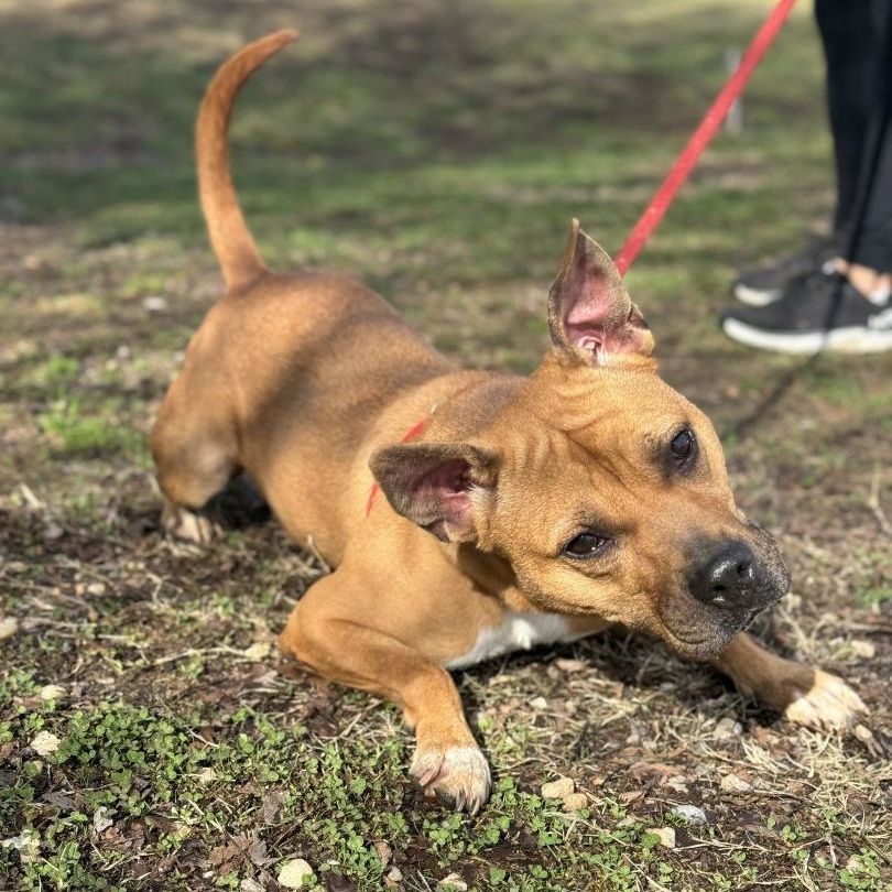 Enlarge Marlyn Bellatini (CONC-A-95), a Adoptable Mixed Breed in Concord, NC image 5/6