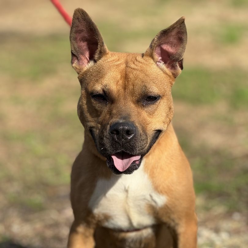 Enlarge Marlyn Bellatini (CONC-A-95), a Adoptable Mixed Breed in Concord, NC image 6/6
